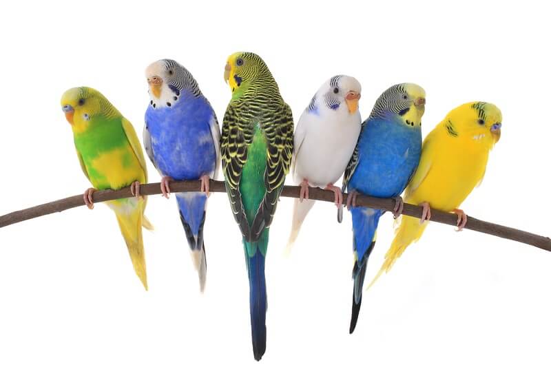 Hotel Millennium Park - Bird Aviary